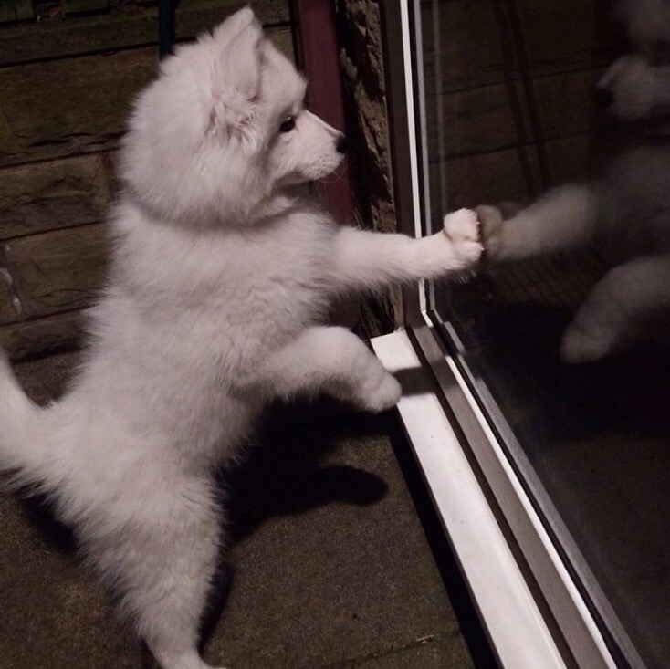 cloudthesamoyed: HAPPY 2ND BIRTHDAY CLOUD (25th dec) !!!!!!! you have grown up so