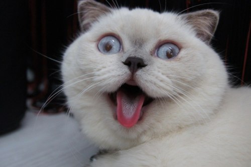 unimpressedcats:whaaaaaaaaaa!!!!!!