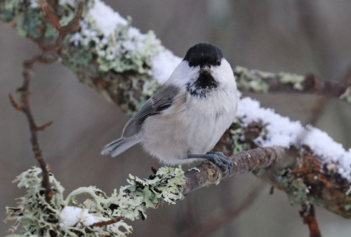 Willow tit/talltita (Poecile montanus).