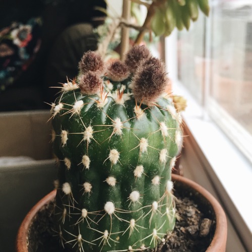 February-April 2015 First blooming of my cactus