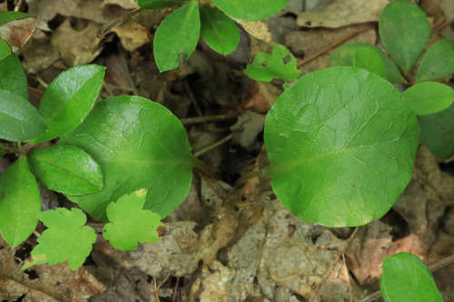 Above are a few odds and ends from my short hike on Snake Hill last weekend. From top: poke milkweed