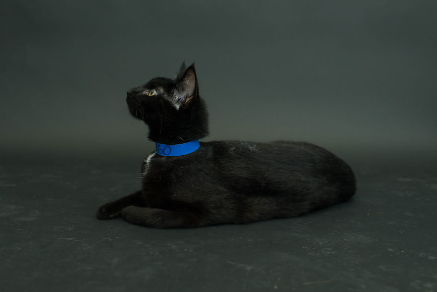 ghostcat3000:  boredpanda:    I Photograph Black Shelter Cats Because They’re The