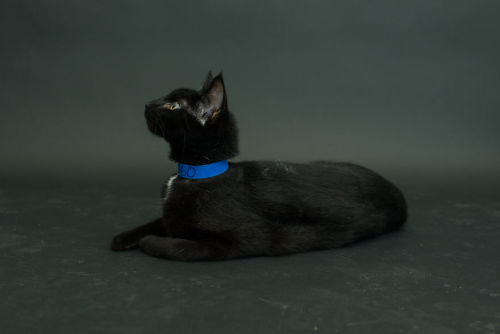 black–lamb:  tchrishelle:  ghostcat3000:  boredpanda:    I Photograph Black Shelter Cats Because They’re The Last To Get Adopted And First To Be Euthanized    If you’re looking into adopting a cat, adopt a black cat, you won’t regret it.  I love