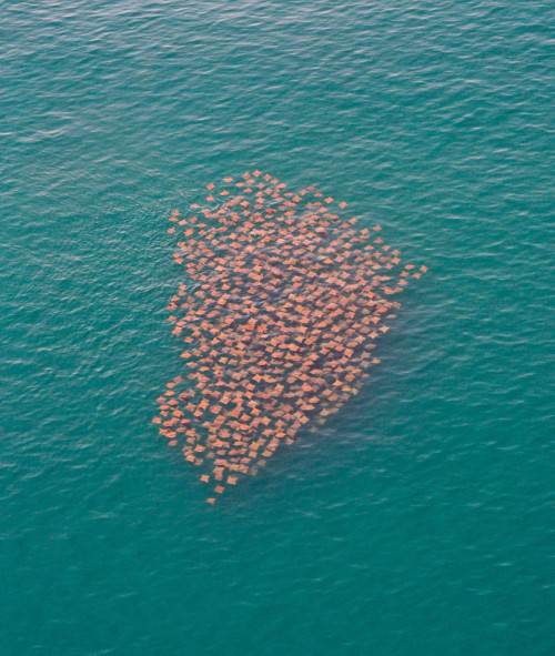 coolthingoftheday:  A group of migrating cow-nosed stingrays. 