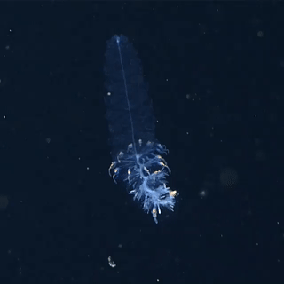 nuclear throne fish roll gif nuclear throne fish roll gif