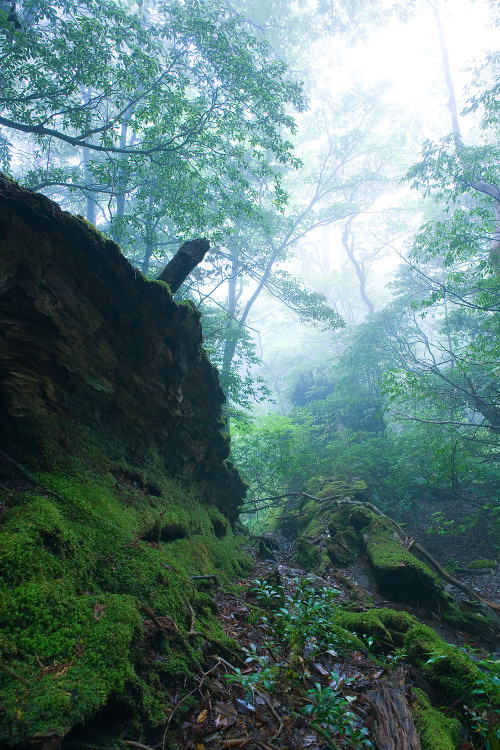 Fallen sugi tree, Yakushima Island by Casey Yee