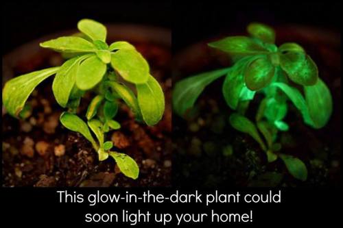 thatscienceguy: These plants will soon become commercially available and could one day light up your