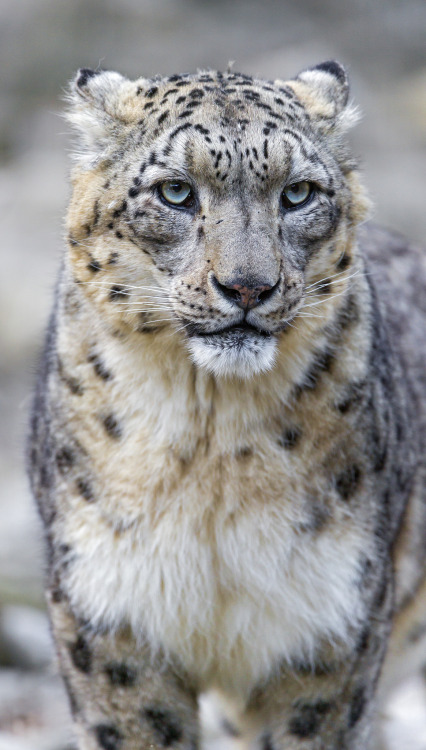 Serious Villy par Tambako The JaguarVia Flickr :First portrait of Villy. More will come! More Animal