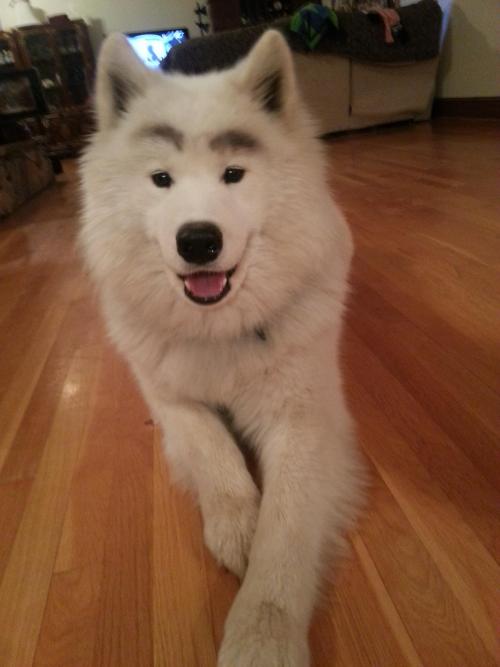 skookumthesamoyed:  makochantachibanana:  restlesslyaspiring:  cuteness-daily:  This is yet another Samoyed Appreciation Post. Because why not? They are just the cutest litte balls of floof! I want 5000 of them!   FLUFFS  FLOOF FLOOF   That last one