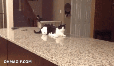 i don&rsquo;t know what is happening here, but i&rsquo;m loving it