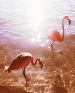 andantegrazioso:Flamingos |  ariellevey  