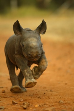 electric-voltage:  Kapela, the rhino calf (by animalrescueblog) 