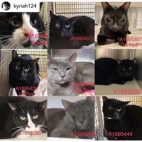 Posted @withregram • @kyriah124 ONLY #A1695266 &amp; #A1695410 ARE STILL ALIVE, THE OTHER 8 KILLED 