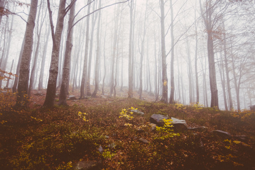 elenamorelli: { orange leaves and delicate mist }-an autumnal walk-