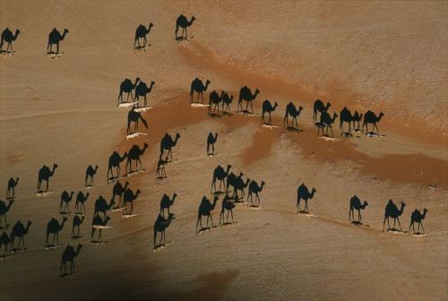 This photo has been taken from the overhead. The black camels you see are NOT the actual camels, the