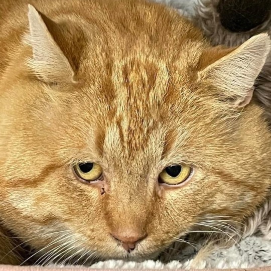 todaysbird:i CANNOT get over this cat at my local shelter are you SERIOUSGAH!!!