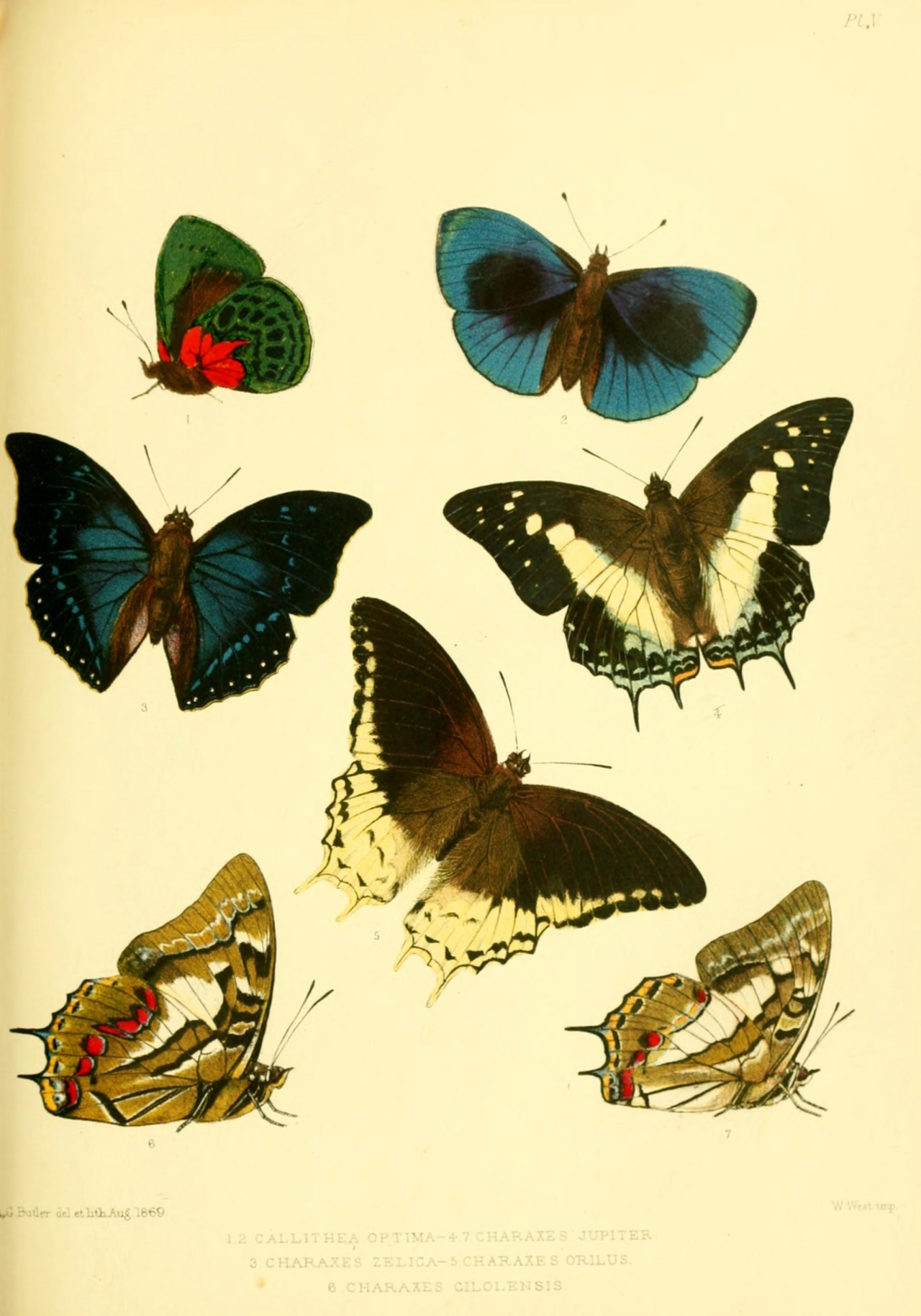 wapiti3:  Lepidoptera Exotica, or Descriptions and Illustrations of Exotic Lepidoptera.