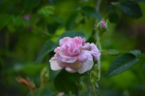 damask rose by Molly Deanwww.mollydean.com/TwilightGarden.html