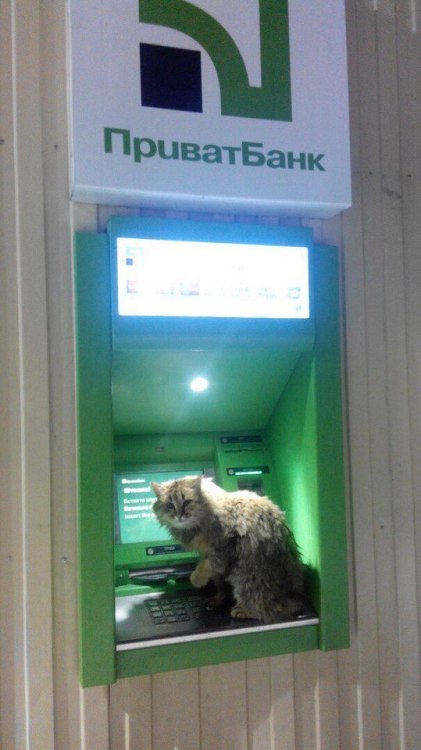 napoleanbonafarte:  markv5:  Бро, помоги ввести пин, а то у меня лапки  “Bro, help me enter the pin number, I have paws you know” 