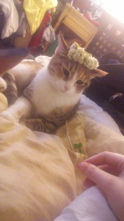 stargazerdaisy:mtssas:Like this picture of my cat with a flower crown I made and a five leaf clover 