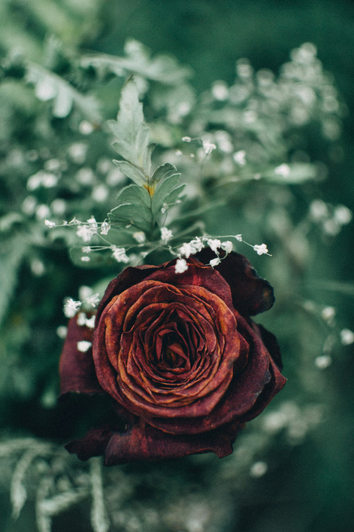matialonsorphoto: there’s a certain beauty in “dying” flowers by matialonsor 