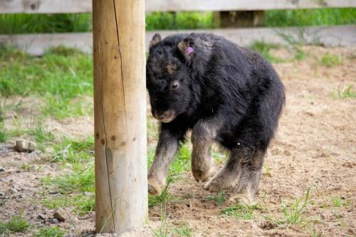 Muskox Birth Gives Keepers Reason For HopeKeepers at Highland Wildlife Park are excited to announce 