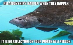 calmingmanatee:[IMAGE DESCRIPTION: A photograph of a manatee mostly submerged, with their nose just above the water. TEXT: “Relationships happen when they happen. It is no reflection on your worth as a person.”](Image credit)