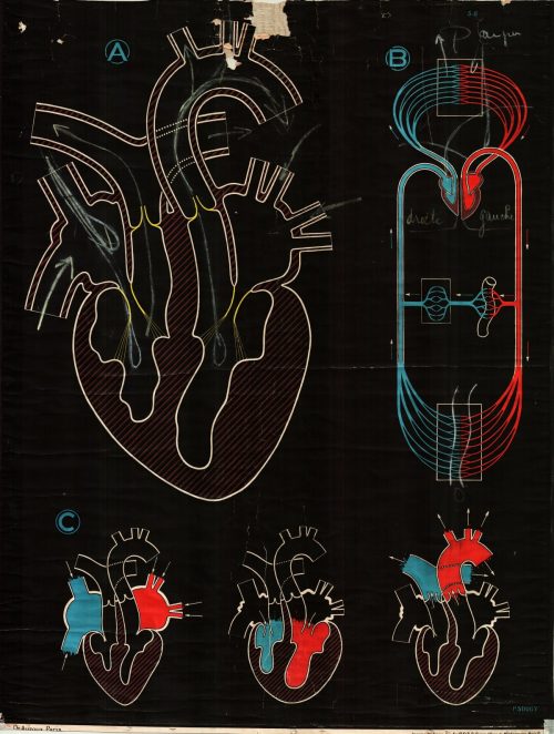 Paul SougyThe heart and circulation, 1840-50s. Wall hanging scientific pull down charts for French s
