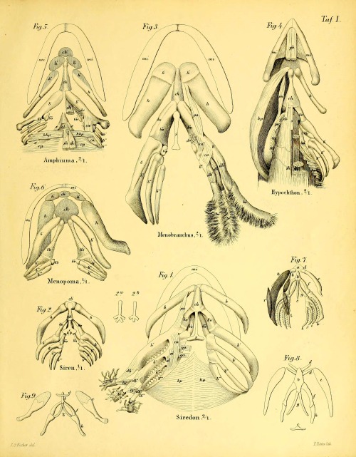 wapiti3:    Anatomical memoirs about the perennibranchiaten and derotremen    explanations of plates here   By Fischer, J. G. (Johann Gustav), 1819-1889   Publication info Hamburg: O. Meissner, 1864th   BHL Collections: Ernst Mayr Library of the MCZ,