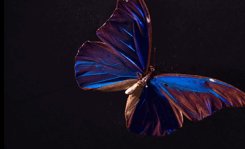 PBS Digital Studios — What Gives the Morpho Butterfly Its Magnificent...