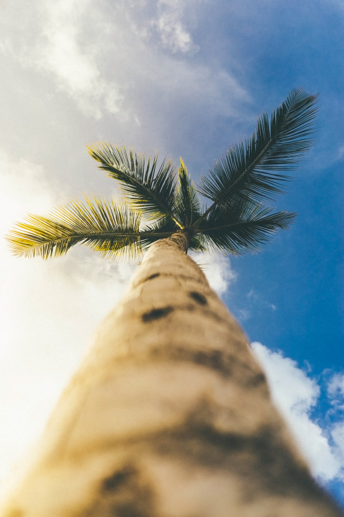 souhailbog:Palm tree By Bobby Stormer