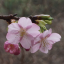 sakurada-mon