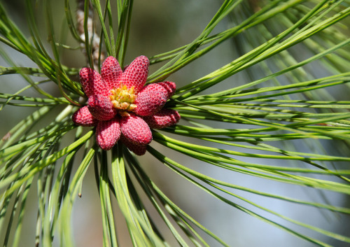 outdoormagic:Ponderosa by LabradorEars on Flickr.