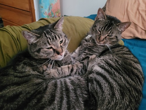 These Are My Cats Hugh And Mew!