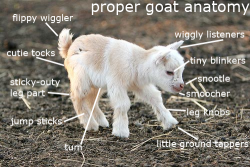 wobblygoatknees:  Goat anatomy. &lt;3source