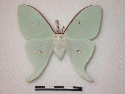 rubicunda:Numerous specimen and forms of Actias gnoma from the research collections of Stefan Naumann, Eric van Schayck, Rodolphe Rougerie, and Steve Kohll. Many of the forms depicted here look like their relatives Actias sinensis, Actias luna, and Actias