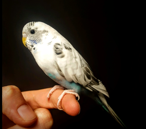 kinkykookiekorner: Tinkles is a gorgeous bird we just got today Welcome to the family sweet baby A 