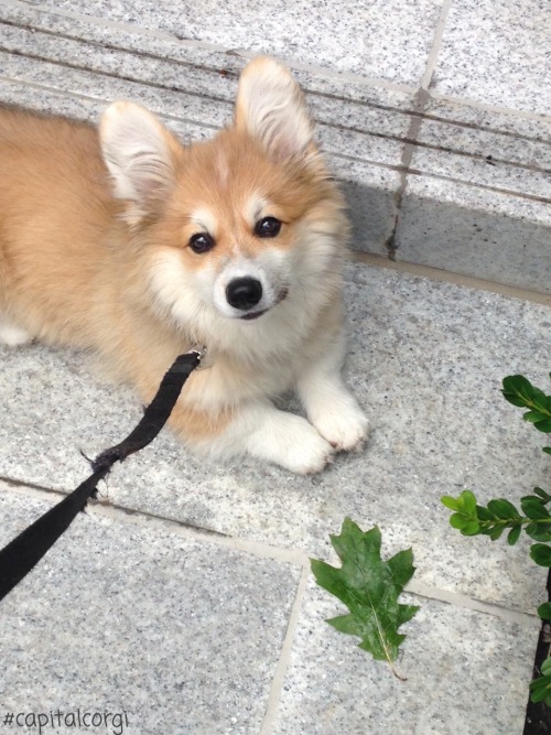 “In the Spring a young Corgi’s fancy lightly turns to, and starts bounding towards, the 