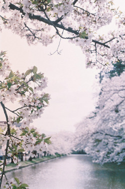 cherry-blossorn:  luna-piena:   (by ohafish)    🍡