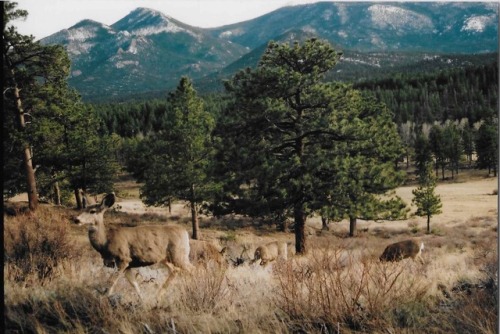 Some deer on the drive up to St. Mary’s Glacier