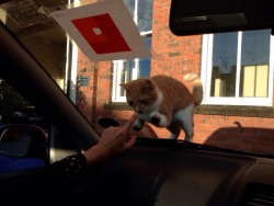 awwww-cute:  This little guy turned up earlier when I parked my car 