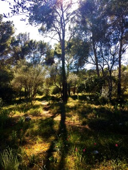 molieresphotography:  Bosc de Bellver, Palma