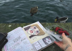 coltre:  Strawberries, ducks and my sketchbook 