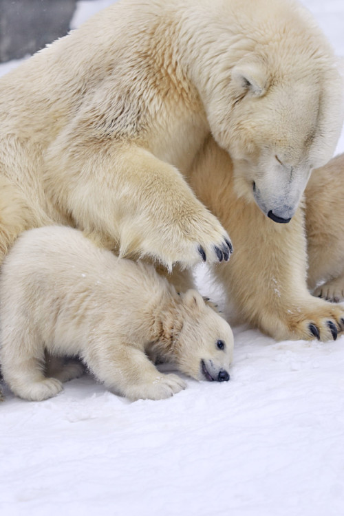 umq:  Polar Bears {Sergei Gladyshev} 