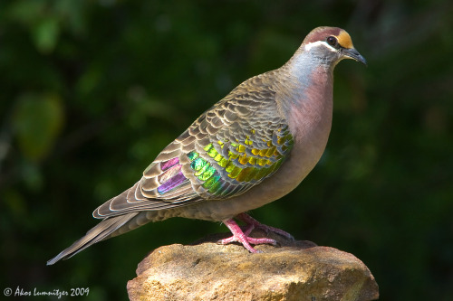 I had to make this post to go along with this video, because really, Crested pigeons (Ocyphaps lopho