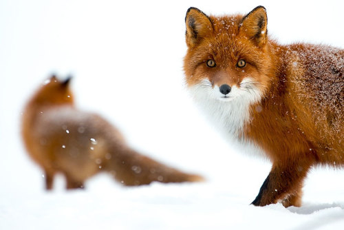 boredpanda:Russian Miner Spends His Breaks Photographing Foxes In The Arctic Circle