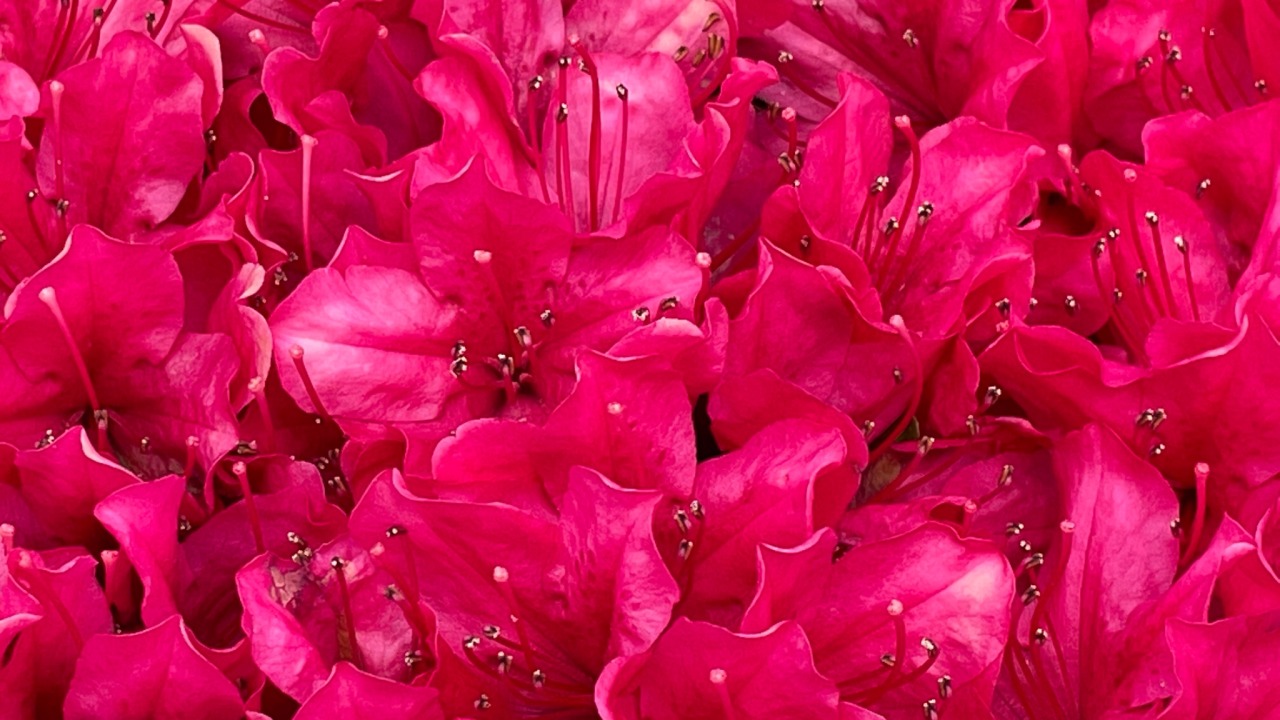 Red Azalea Tumblr Posts Tumbral Com Red Azalea Tumblr Posts Tumbral Com