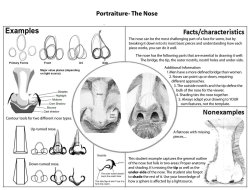 anatoref:  Nose.Top Image & Row 2: by Aaron