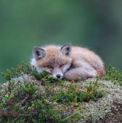 beautiful-wildlife:   Wild Red Fox by Oona