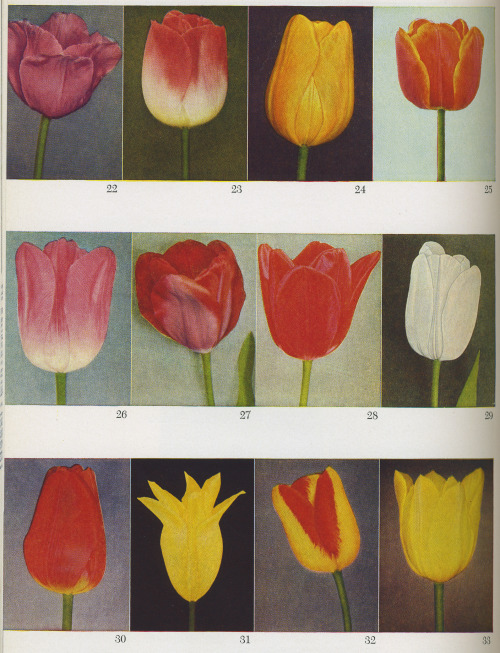 From The American Gardener’s Book of Bulbs